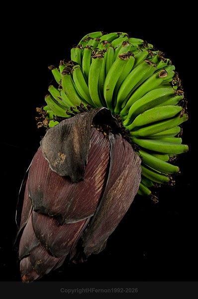  - STILL LIFE ORIGINS - 2011