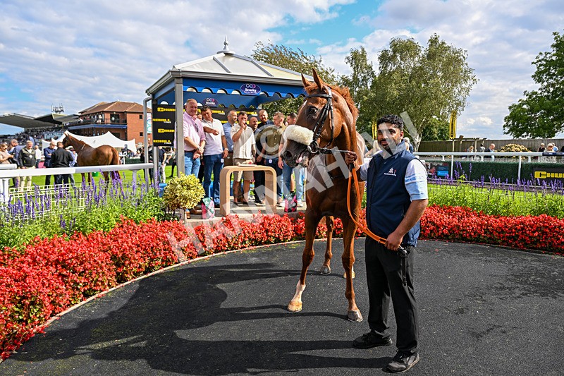 300826-Race 3-Pivotal Voyage-7800 - Race 3 2.50pm Churchill Tyres EBF Restricted Maiden Fillies' Stakes