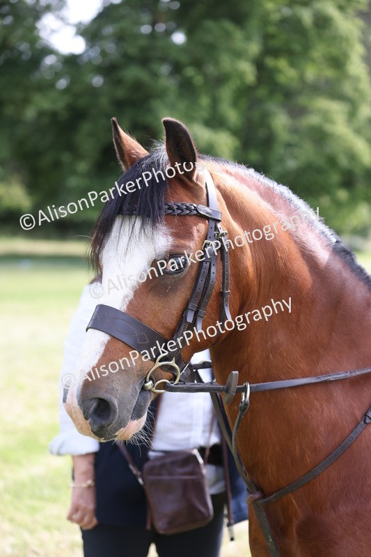 20260614-0472 - Class 20 - Beginners Working Hunter Pony