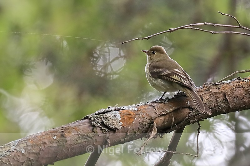 Mountain Elaenia, Prusia Sector, Irazu Volcano, Costa Rica - Mountain Elaenia