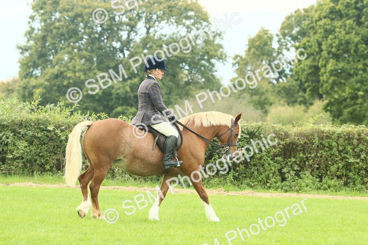 SBM_71824 - S60 - Mountain & Moorland Ridden Large Breeds