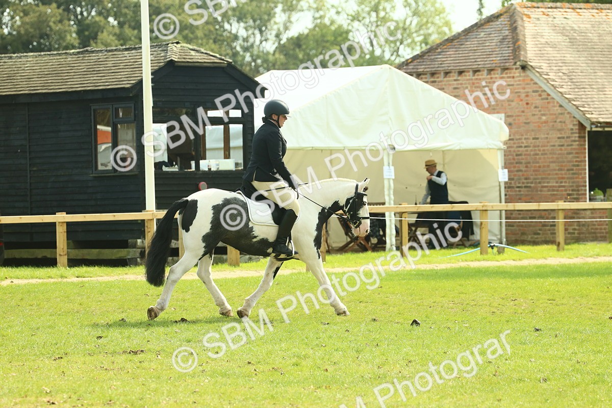 SBM_66601 - S34 - Rehabilitated Rescue Horse & Pony In Hand & Ridden