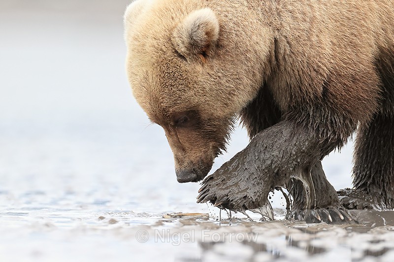 Grizzly Bear uncovers a clam, Silver Salmon Creek, Alaska - Brown Bear