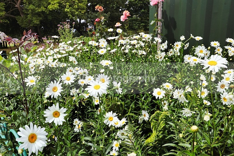 Daisies - Plants and Trees