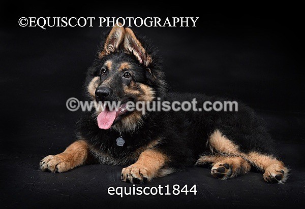equiscot1844 - RONNIE