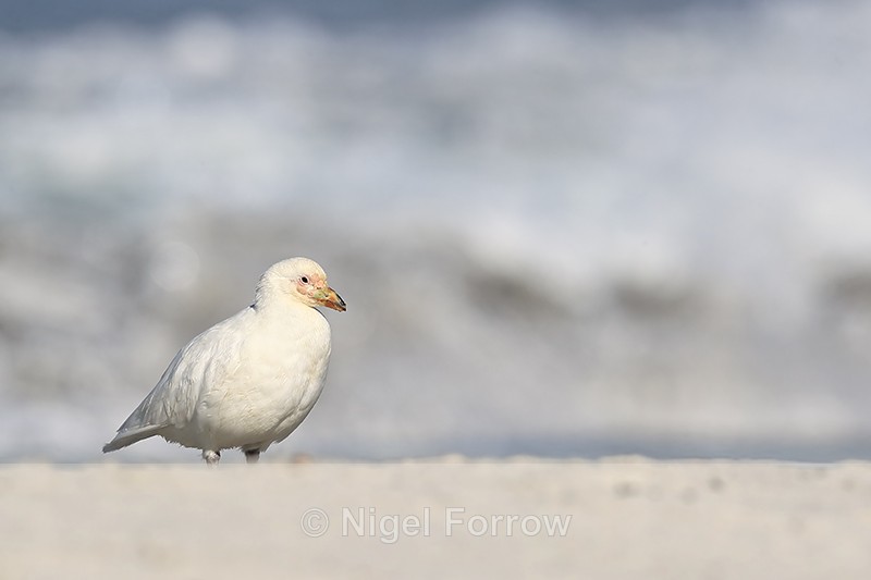 Snowy Sheathbill, breaking wave background, Falklands - Snowy Sheathbill