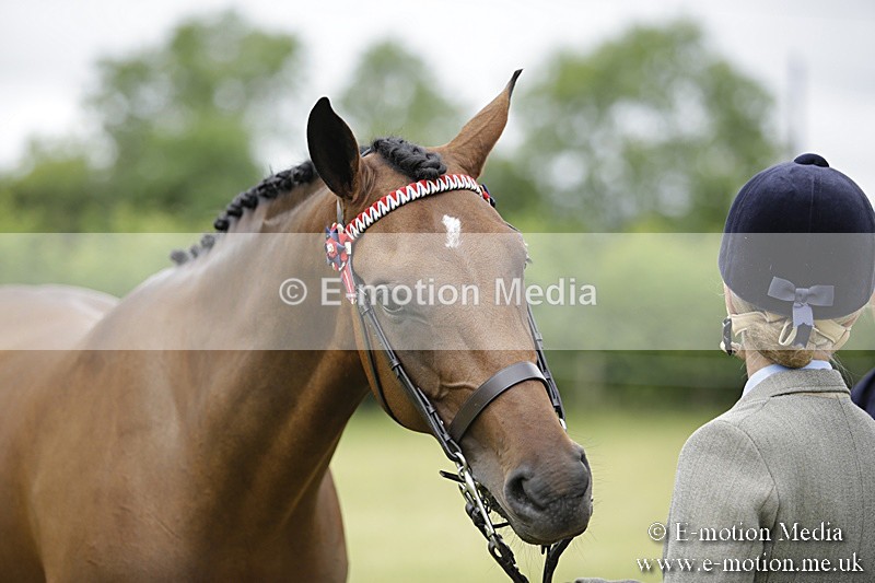 BVR160717-1130 - In Hand Championship 16/07/17