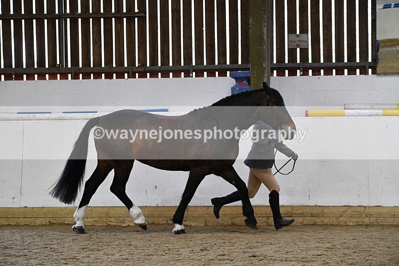 WJ5_5656 - Morning in hand Championship