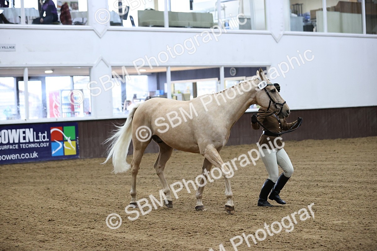 SBM_5199 - Class 39 - In Hand Gelding