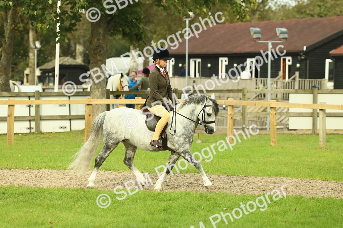 SBM_69849 - S59 - Mountain & Moorland Ridden Small Breeds