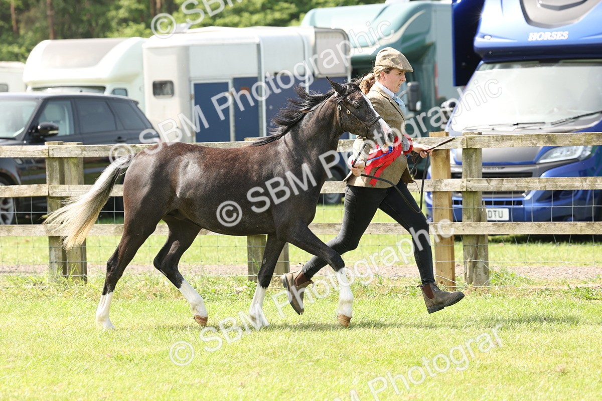 SBM_02431 - Class 6-13 - Mountatin and Moorland In Hand Welsh Breeds