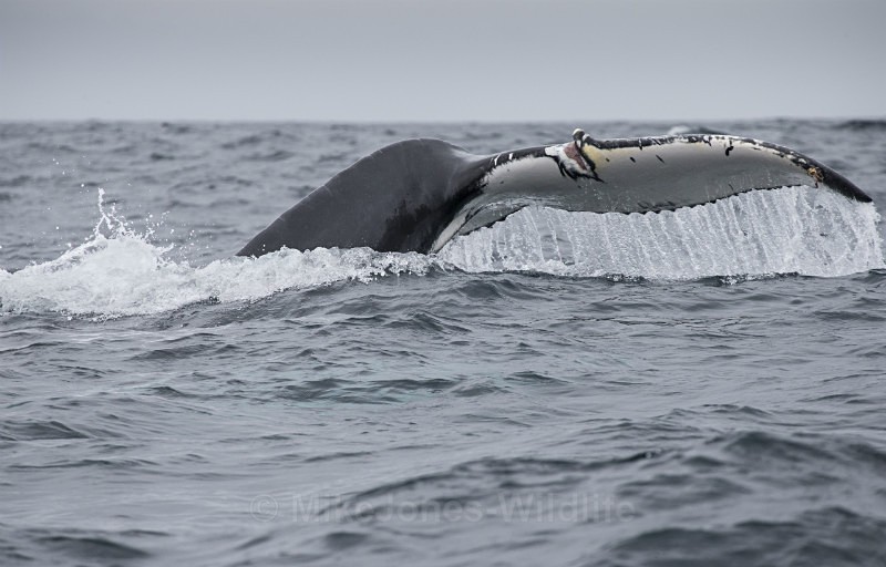 Humpback Whale Fluke, Pico Island, Azores - WHALES & DOLPHINS ( PICO, AZORES MAY 2013 & 2014 )