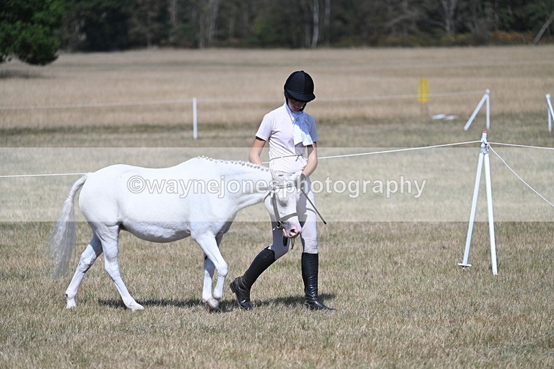 WJ7_1178 - Class 41 Prettiest Mare