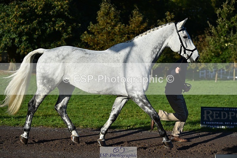 231022-094808-22036 - 463-HOLOGRAM.SCAIS-Chris.Brentnall-TrotUp+SJ