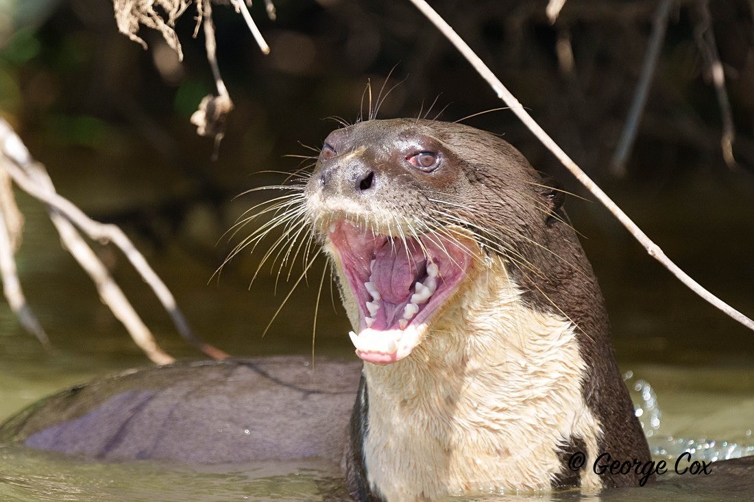 Giant River otter - Brazil