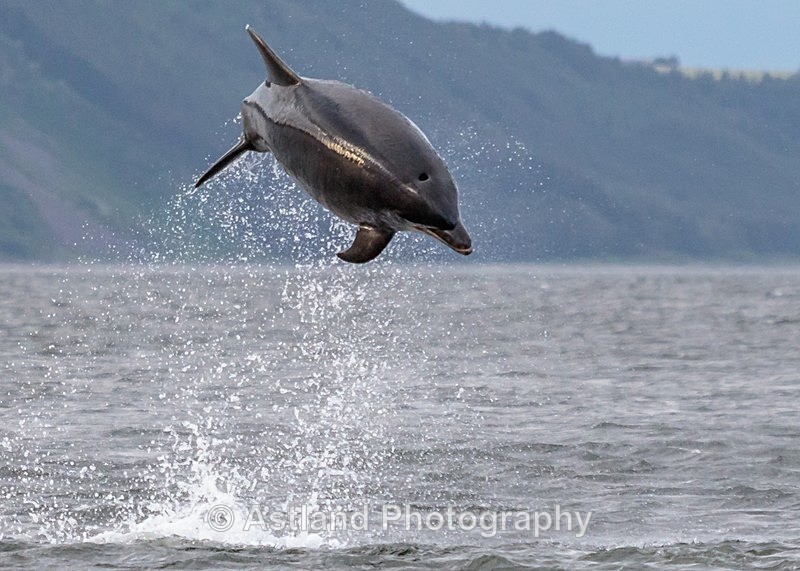 Astland Photography, Bird and Wildlife Images, Susan and Peter Wilson, U.K.