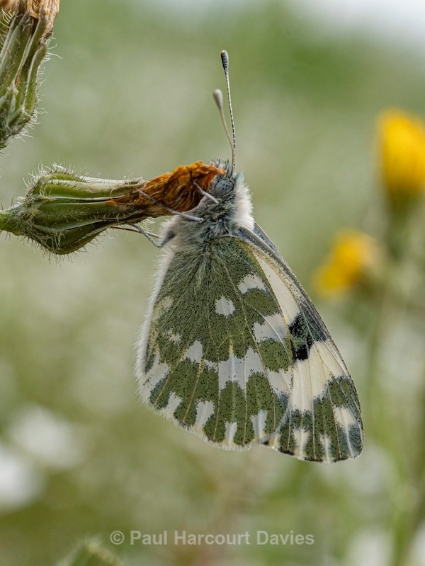 Eastern dappled white (Euchloe ausonia) - Ten Metres from Home 2021