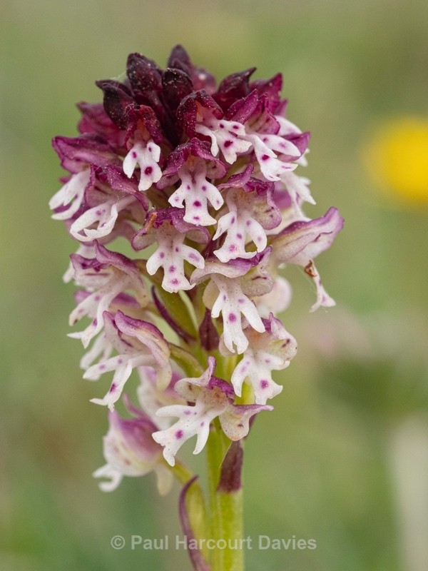 Burnt-tip Orchid (Neotinea ustulata) also formerly  Orchis ustulata) - Gargano - Wild Orchids