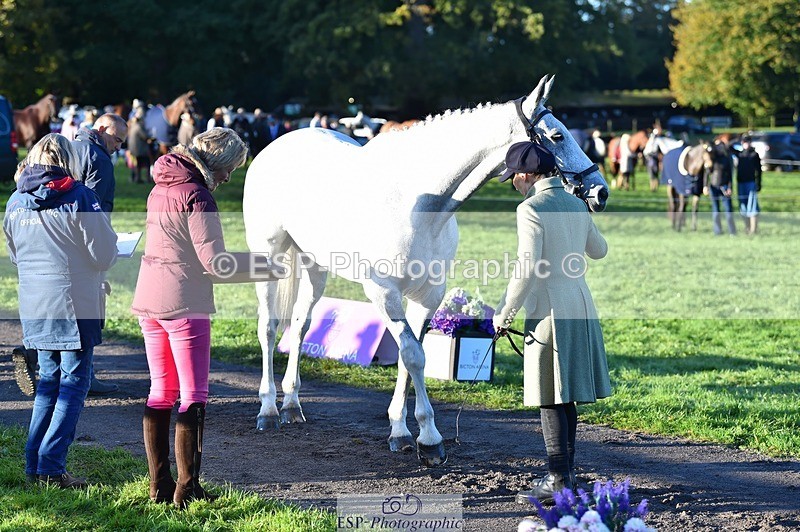 231022-085436-21441 - 618-LORD.PICTON.FREESTYLE-Penny.Corbett-TrotUp+SJ