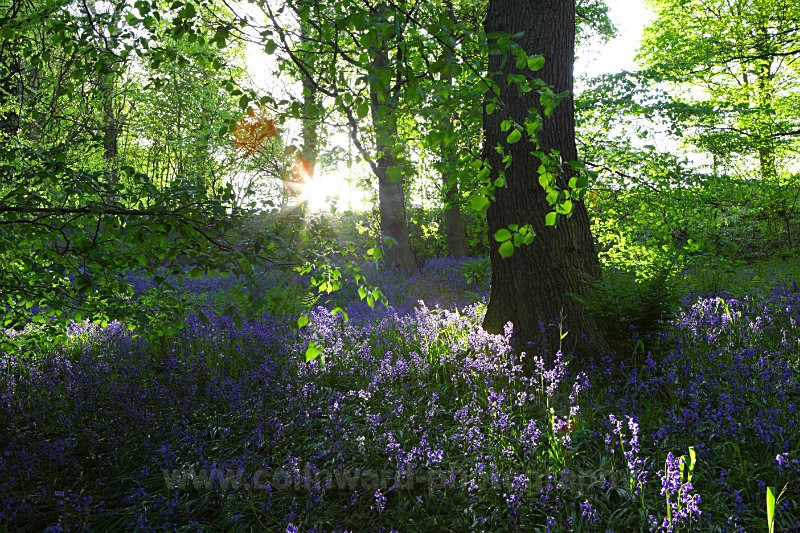 Evening sun shining through houghall woods, Durham.   ref 5234 - County Durham