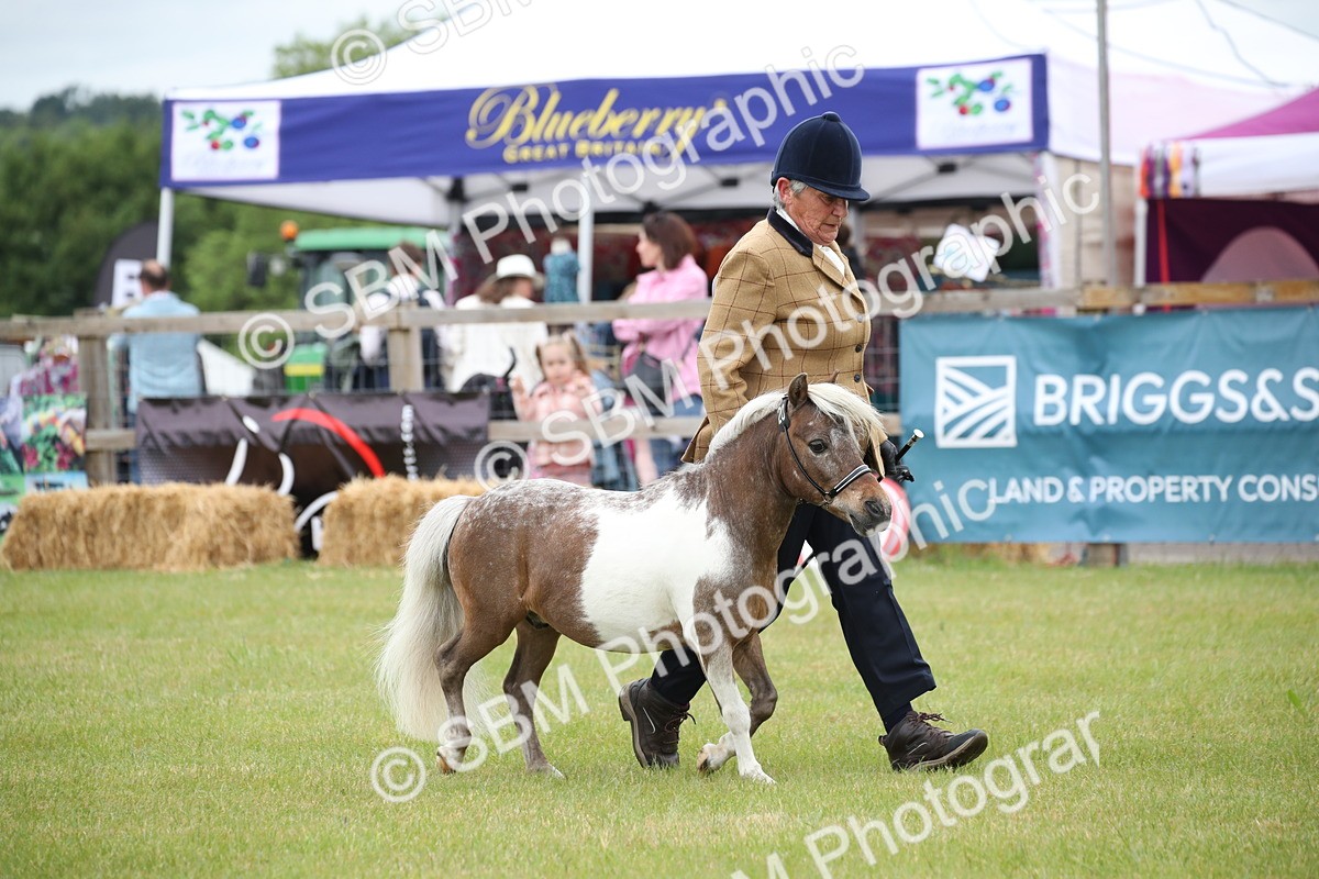 SBM_03738 - Class 23-25 - British Miniature Horse of the Year