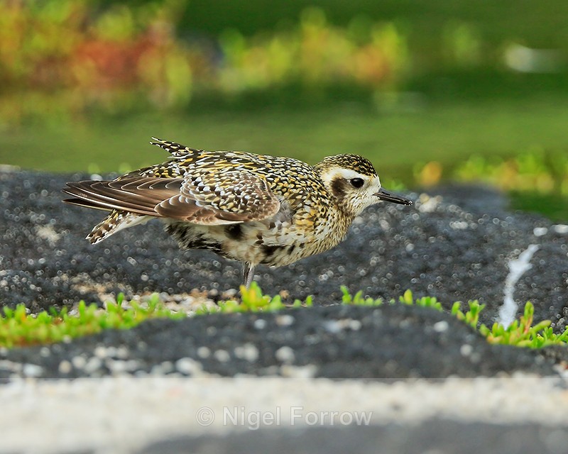 Pacific Golden Plover stretching, Hawaii - Pacific Golden Plover