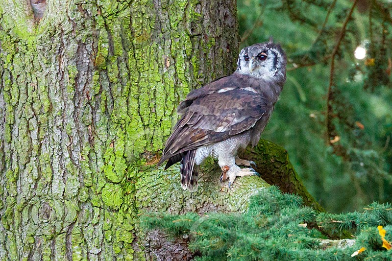 Verreauxs Eagle-Owl Bubo lacteus-6523 - Owls of the World