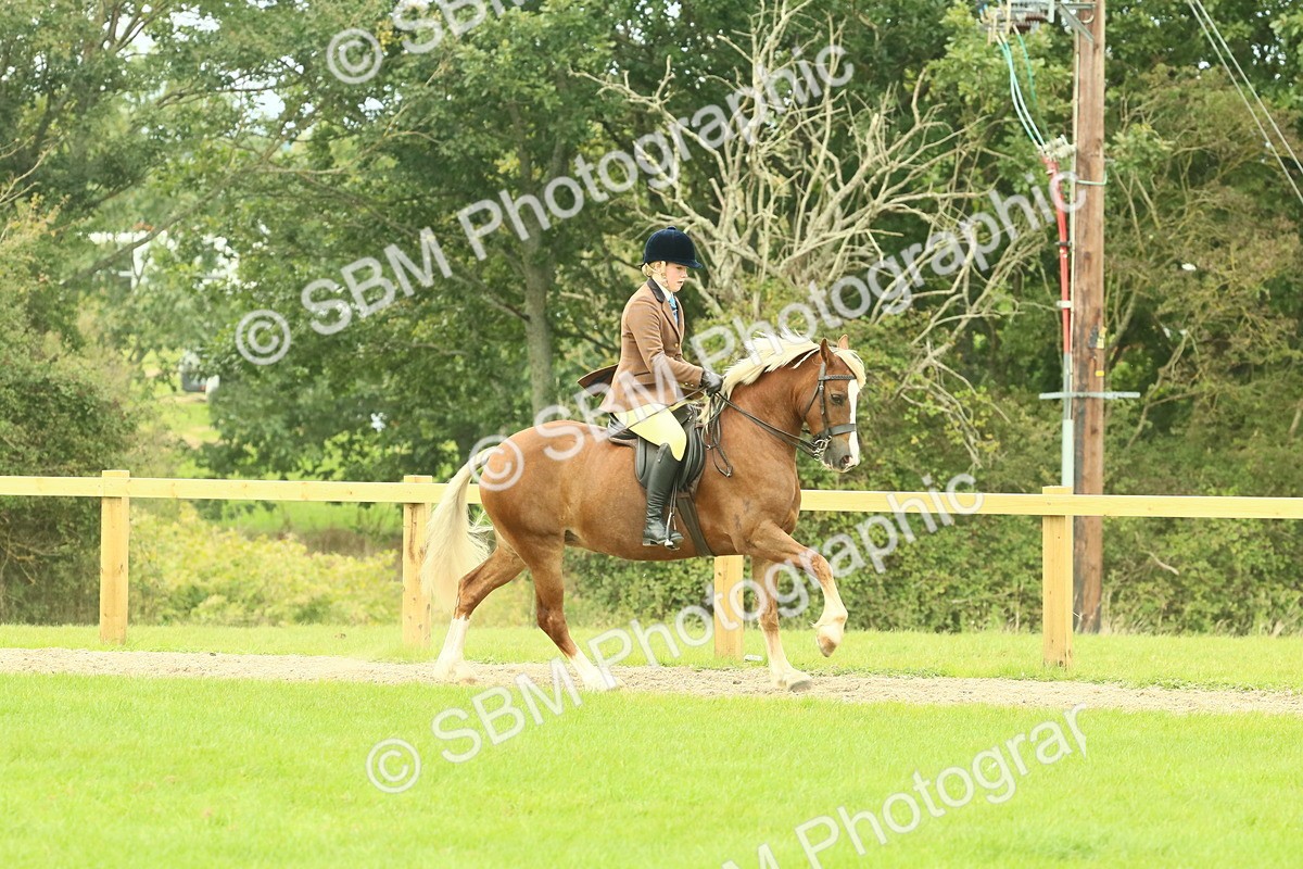 SBM_71889 - S60 - Mountain & Moorland Ridden Large Breeds