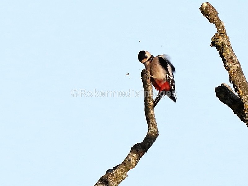 - Wildlife
