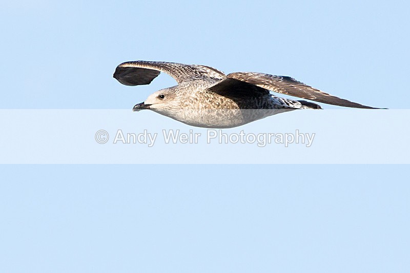20150102-3K8A7503 - Herring Gull