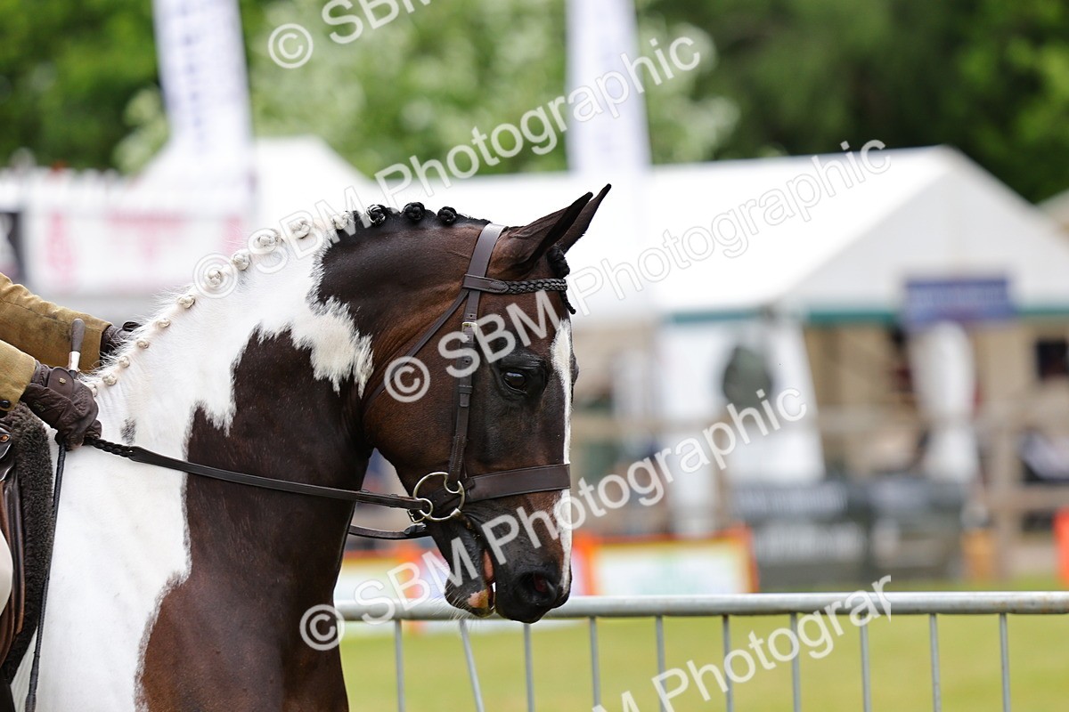 SBM_02593 - Class 9-11 Side Saddle including LIHS Rising Star Ladies Show Horse