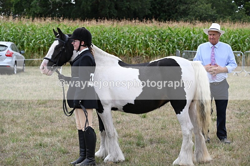 WJ6_5696 - Class 18 In-hand Coloured