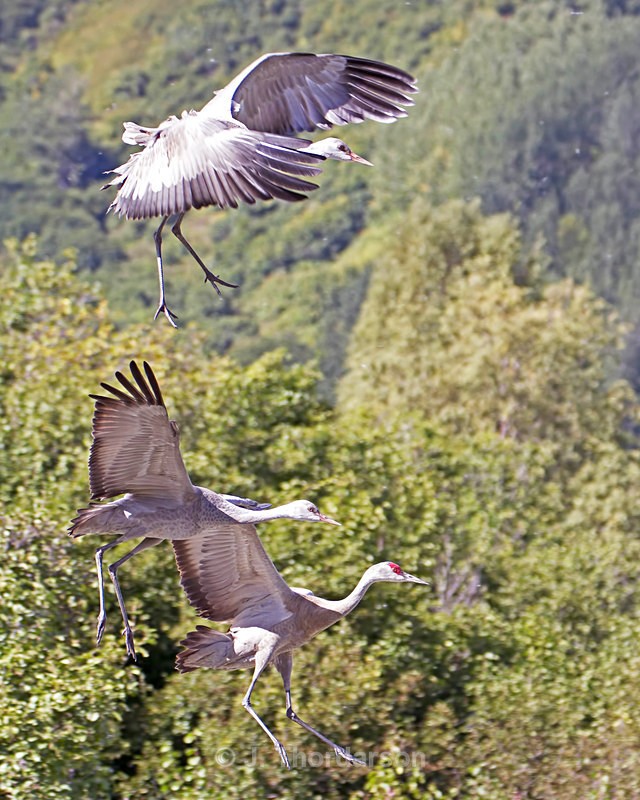  - Sandhill Cranes