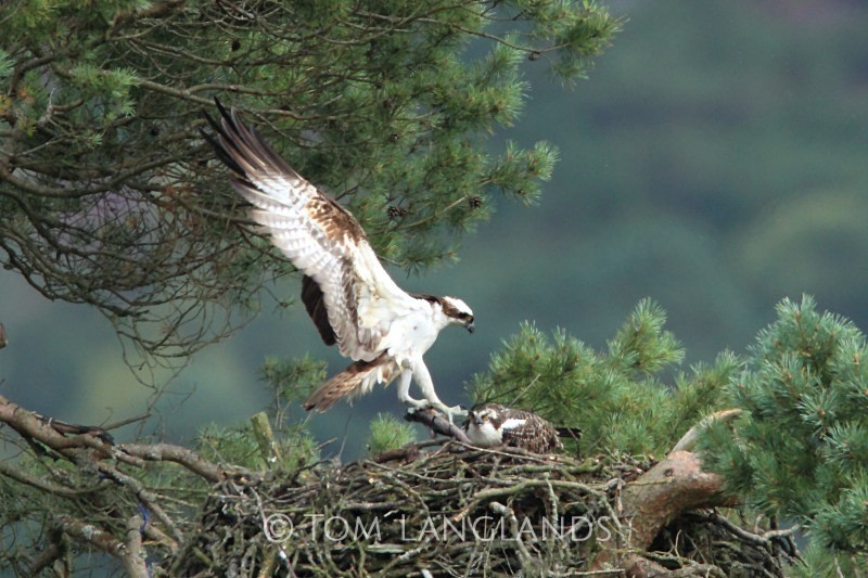 Ospreys - Birds of Prey