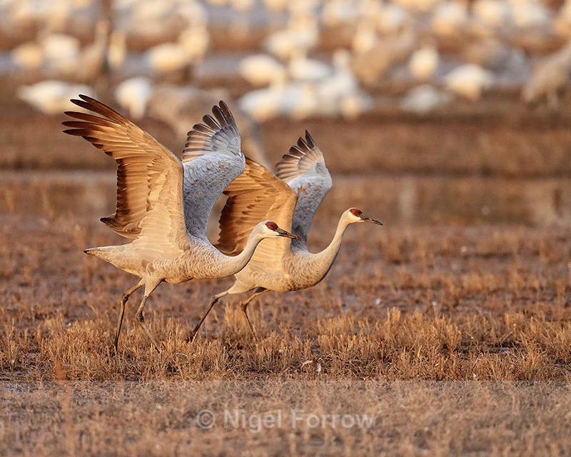 Sandhill Cranes preparing for takeoff, Bosque del Apache, New Mexico - Sandhill Crane