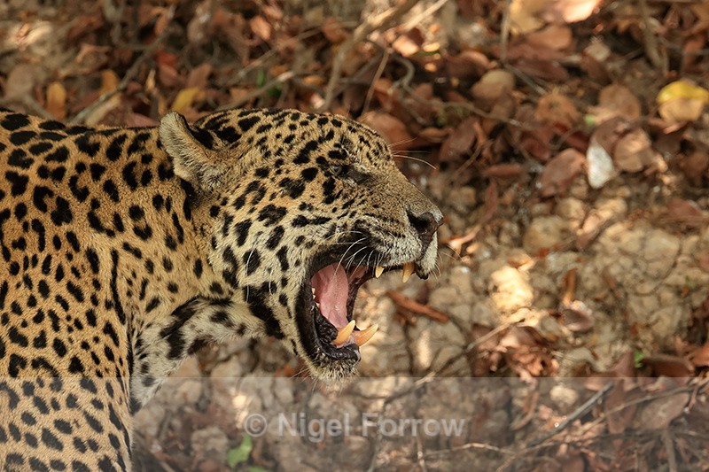 Male Jaguar snarling at female, Corixo Negro, Mato Grosso, Brazil - Jaguar