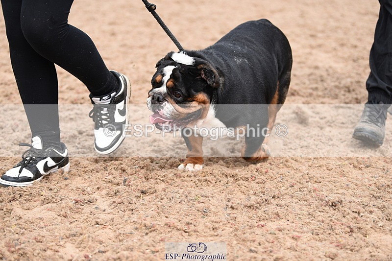 240518A-120746-01095 - Cls 3 Handsomest Dog