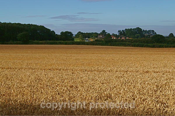 Corn Field with Farm House (Leicestershire) - England