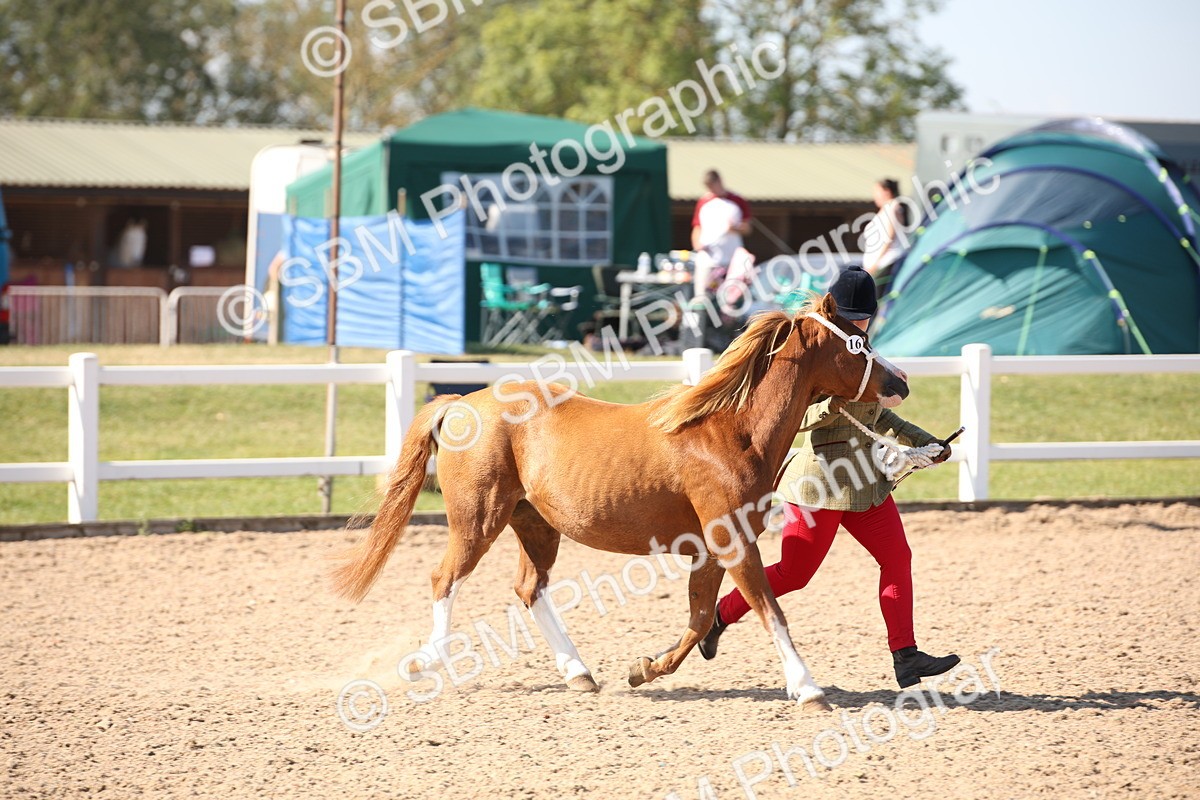 SBM_02685 - Class 16 IH M&M Wildcard