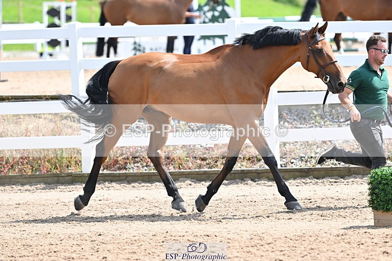 240717A-150050-02438 - Trot Up 3pm to 4pm