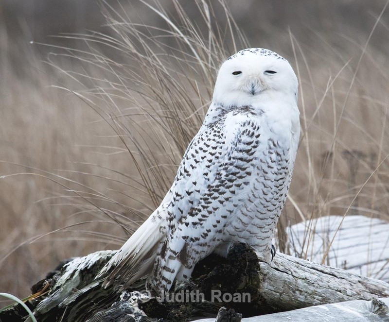  - Snowy Owls