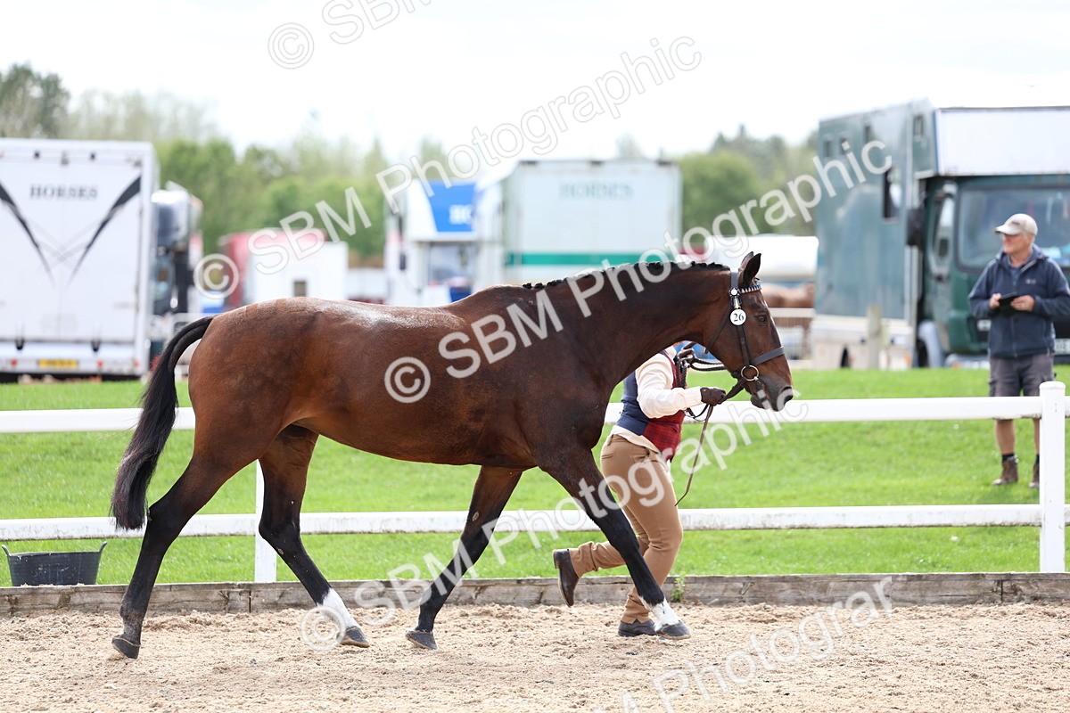 SBM_03927 - Class 25 - IH Foreign Breeds - Pure Bred