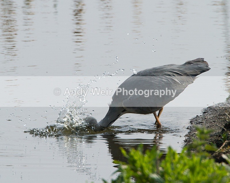 20110422-IMG_4543 - Grey Heron