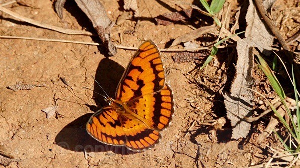 The Spotted or Common Joker - SA - BIRDS & INSECTS