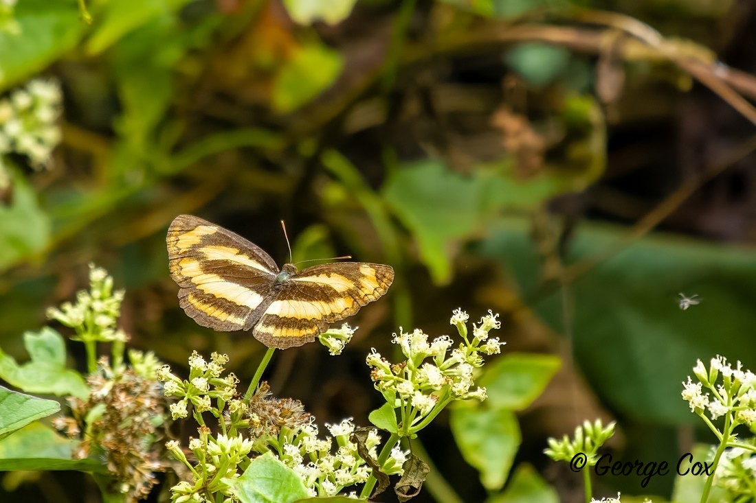Common Lascar - Sri Lanka