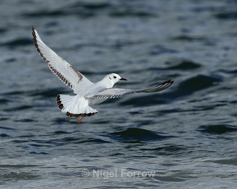 Bonaparte's Gull takes off, Farmoor Reservoir - Bonaparte's Gull