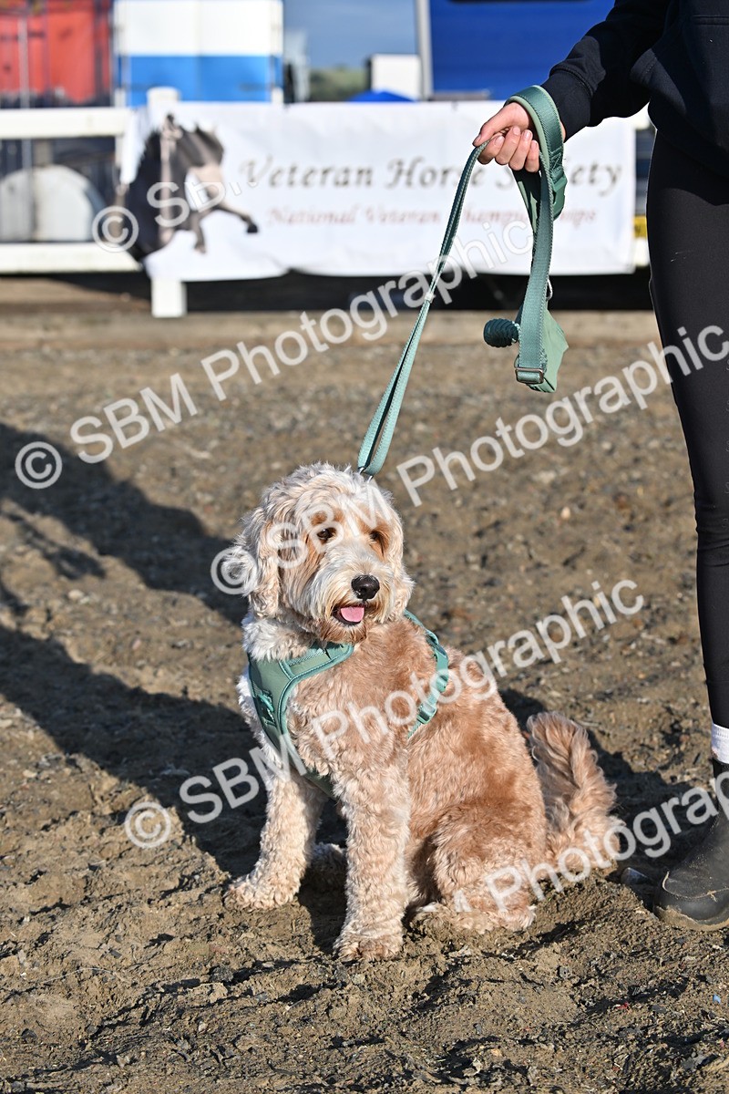 SBM_09377 - Lorry Dogs
