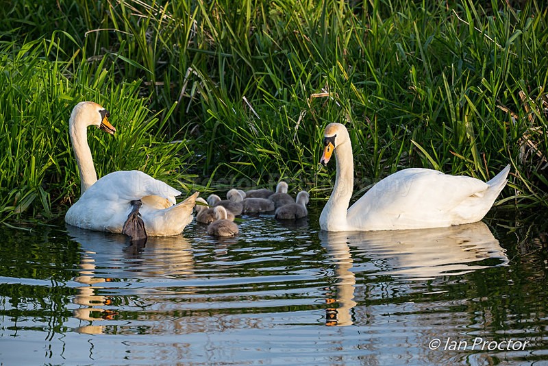 Swan & Cygnets -Exploring the Surroundings 2 - Nature
