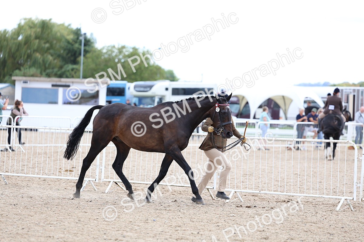 SBM_15251 - Class 313 - IH Retired Racehorse