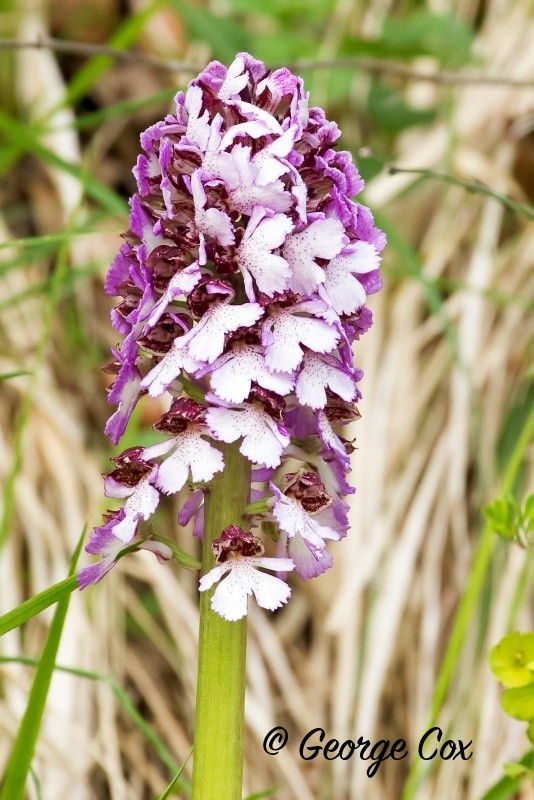 Lady Orchid - Vercors Flowers